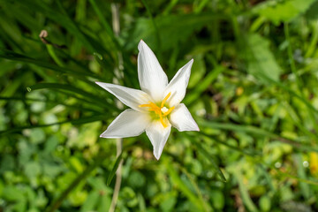 White daffodil flower in the green lawn