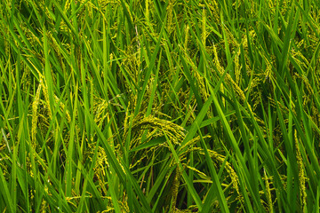 The tassels of the rice are growing up and getting yellow.