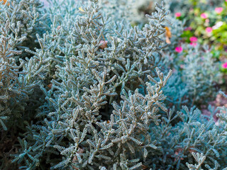 santolina close-up - small evergreen shrub