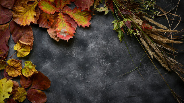 autumn leaves background © Татьяна Синдецкая