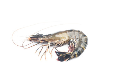 fresh shrimp or prawn on white background,Raw prawns isolated on white background,fresh white shrimps in white background.