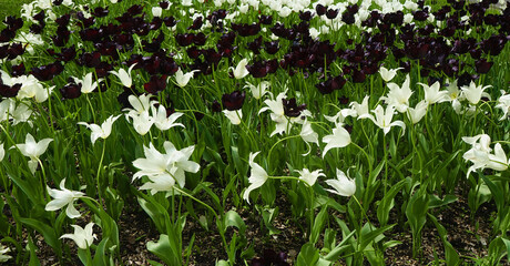 field of white and black tulips. 