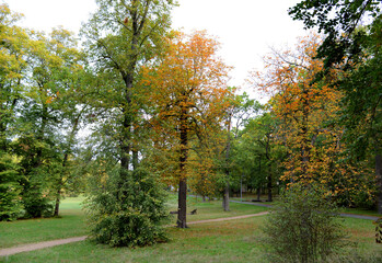 Obraz premium automne