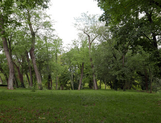 rilassante immagine della natura alberata a villa borghese a roma