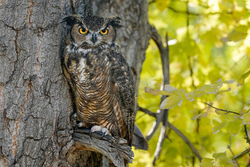 Great Horned Owl - Perch