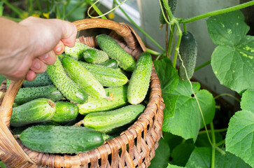 person holds hand a basket with fresh cucumbers on a background of leaves of gherkin, background