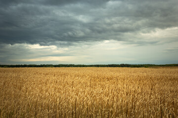 Golden field with grain and cloudy sky
