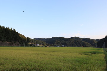 金色の稲穂が広がる白神山地の田んぼ風景