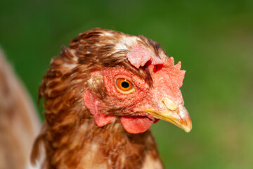 Fototapeta na wymiar Hens feed on the rural barnyard at sunny day. Detail of hen head concept