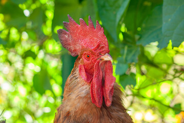 Rooster profile portrait head on green background. One animal head as agriculture concept. Male animals