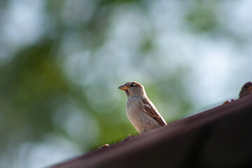 Sparrow bird sit on old roof. Wild animal bird in nature.