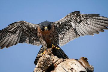 Peregrine Falcon - Wings