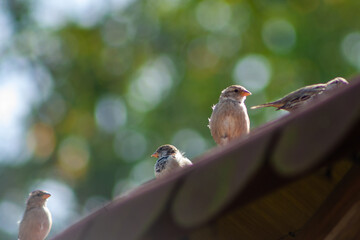 Sparrow bird sit on old roof. Wild animal bird in nature.