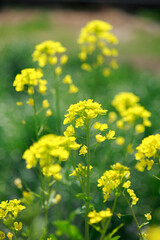 Obraz premium 菜の花