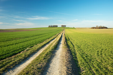 Long dirt road and green field, horizon and sky