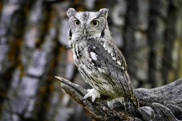 Foto op Canvas Western Screech Owl © Bernie Duhamel
