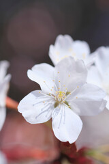 Fototapeta premium 桜