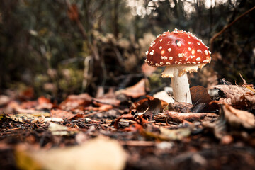 Fly agaric, Red mushroom / toadstool in the forest