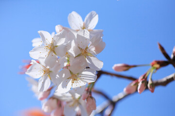 桜