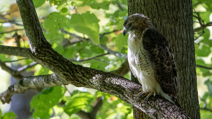 Red-tailed Hawk