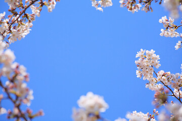桜