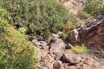 Hills  overgrown with dry grass and small trees in the Golan Heights in northern Israel