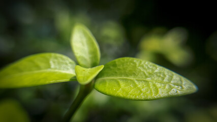 New life concept. Macro leaf background in spring