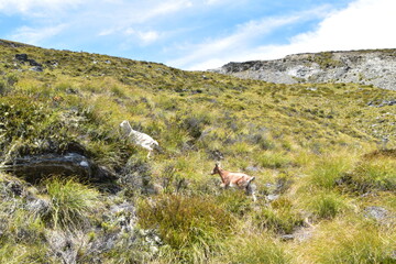 Naklejka na ściany i meble Goat in Queenstown, New Zealand