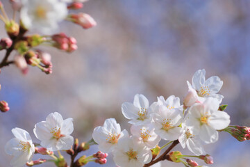 桜