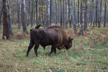 male bison grazing in the autumn forest