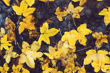 Autumn background. Yellow leaves floating in a puddle. It's raining.