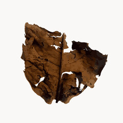 Fallen brown leaf Illustration