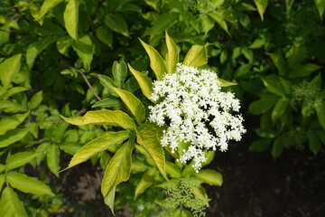 Single corymb of white flowers of Sambucus nigra in May