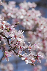 薄ピンク色の花