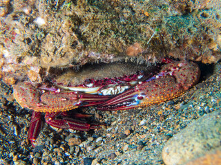 Large sea crab hiding under a rock near Anilao, Batangas, Philippines.  Underwater photography and sealife.
