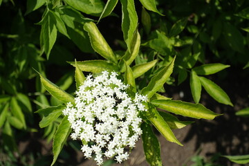 Top view of corymb of white flowers of Sambucus nigra in May