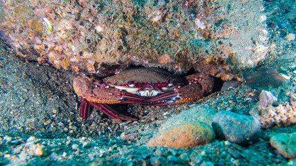 Fototapeta na wymiar Large sea crab hiding under a rock near Anilao, Batangas, Philippines. Underwater photography and sealife.