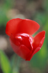 チューリップ