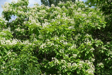 Fototapeta na wymiar Plenty of white flowers in the leafage of catalpa tree in June