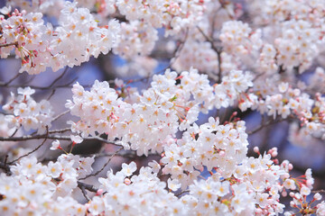 Fototapeta premium 桜