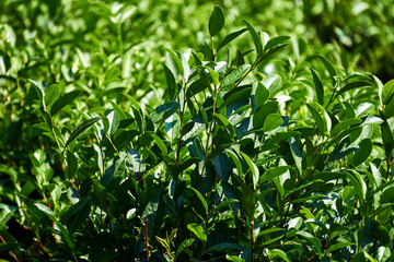 leaves of tea bushes on a plantation close-up on a blurred background