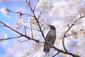 桜と鳥