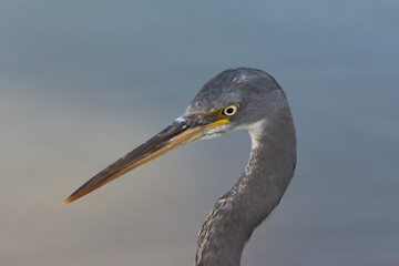 Close-up of a Western Reef Heron face