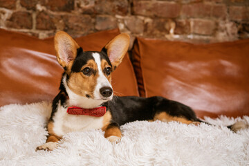 cute dog on the couch with a red tie around her neck