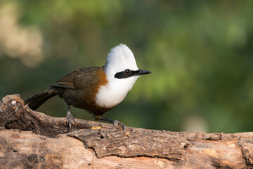 White-crested Laughingthrush perched on a branch