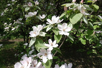 Delicate pinkish white flowers of quince tree in May