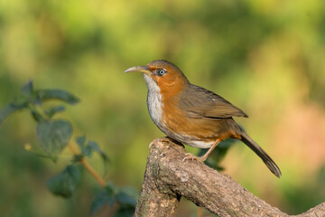 Rusty-cheeked Scimitar Babbler perched on a branch