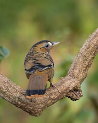 Back facing Rufous-chinned Laughingthrush on a branch
