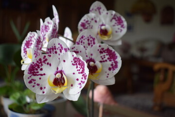 weiße Orchidee mit rosa Punkten