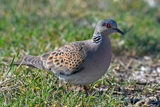 European turtle dove / Turteltaube (Streptopelia turtur)